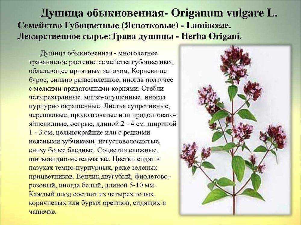 Душица - полезные свойства и противопоказания для применения