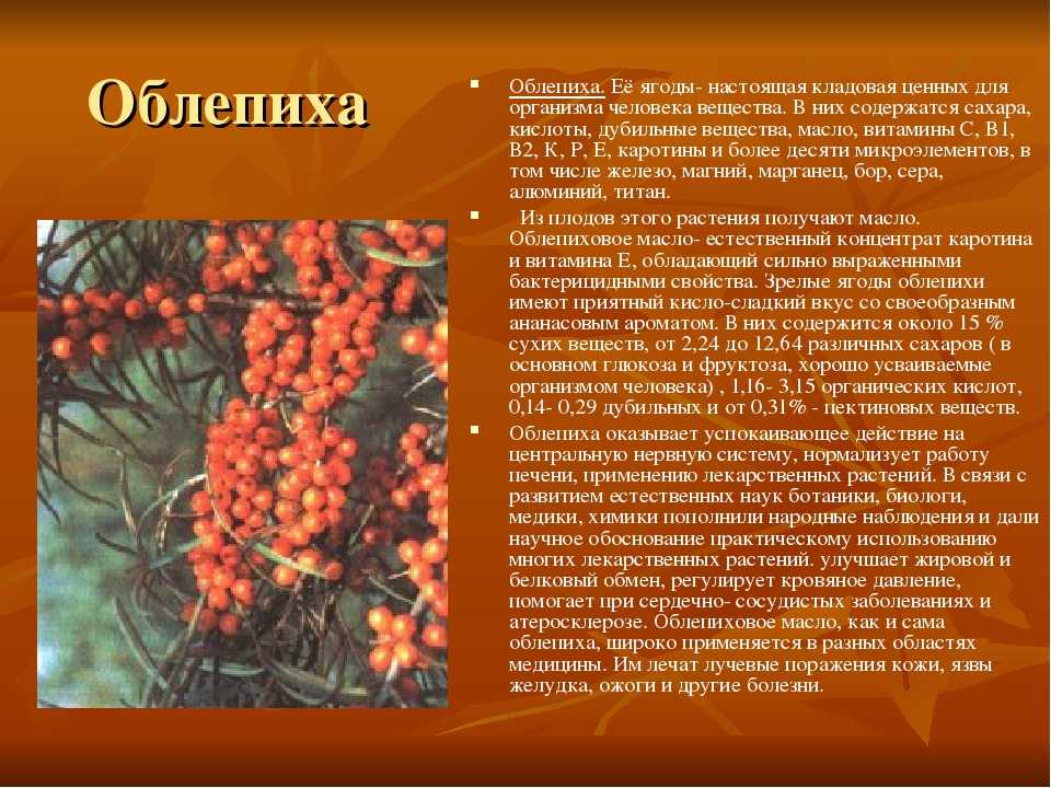Какие болезни лечат облепихой