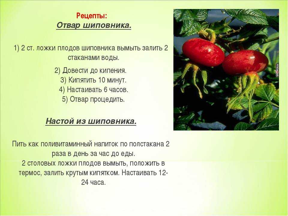 Как заваривать шиповник и как пить: способы и рецепты приготовления полезных напитков, противопоказания