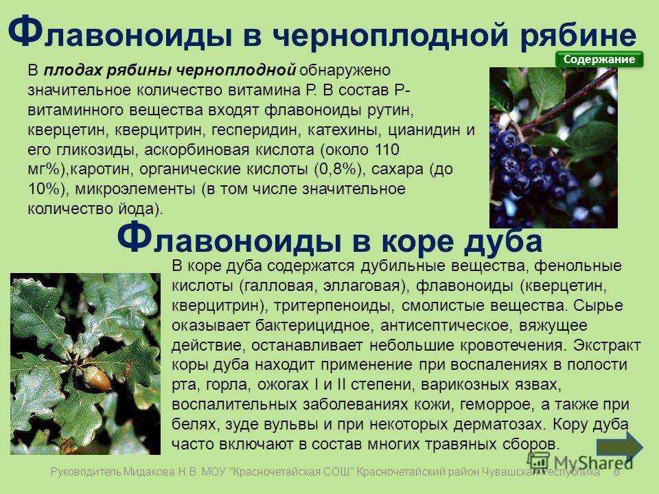 Черноплодная рябина на страже здоровья: состав, польза, народные рецепты