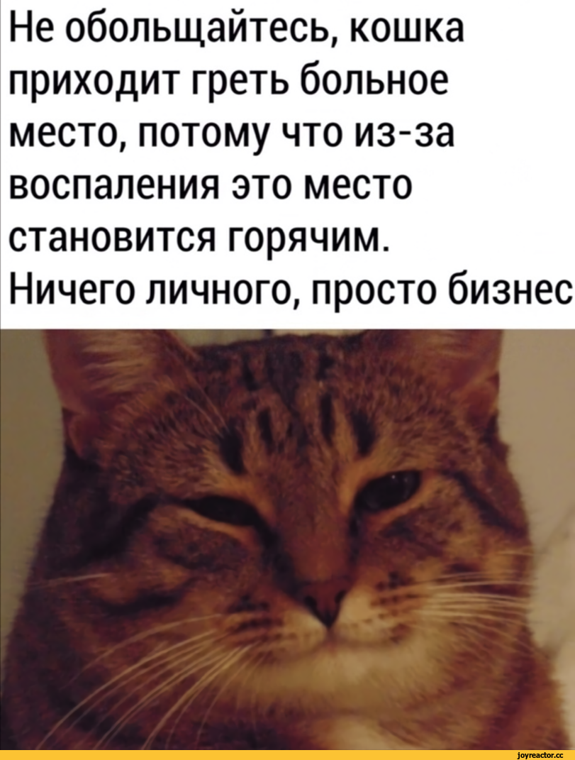 Кошка ложится на живот и мурчит