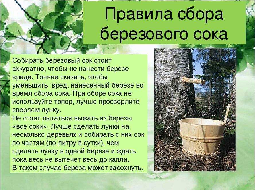 Кленовый сок: польза и вред для здоровья