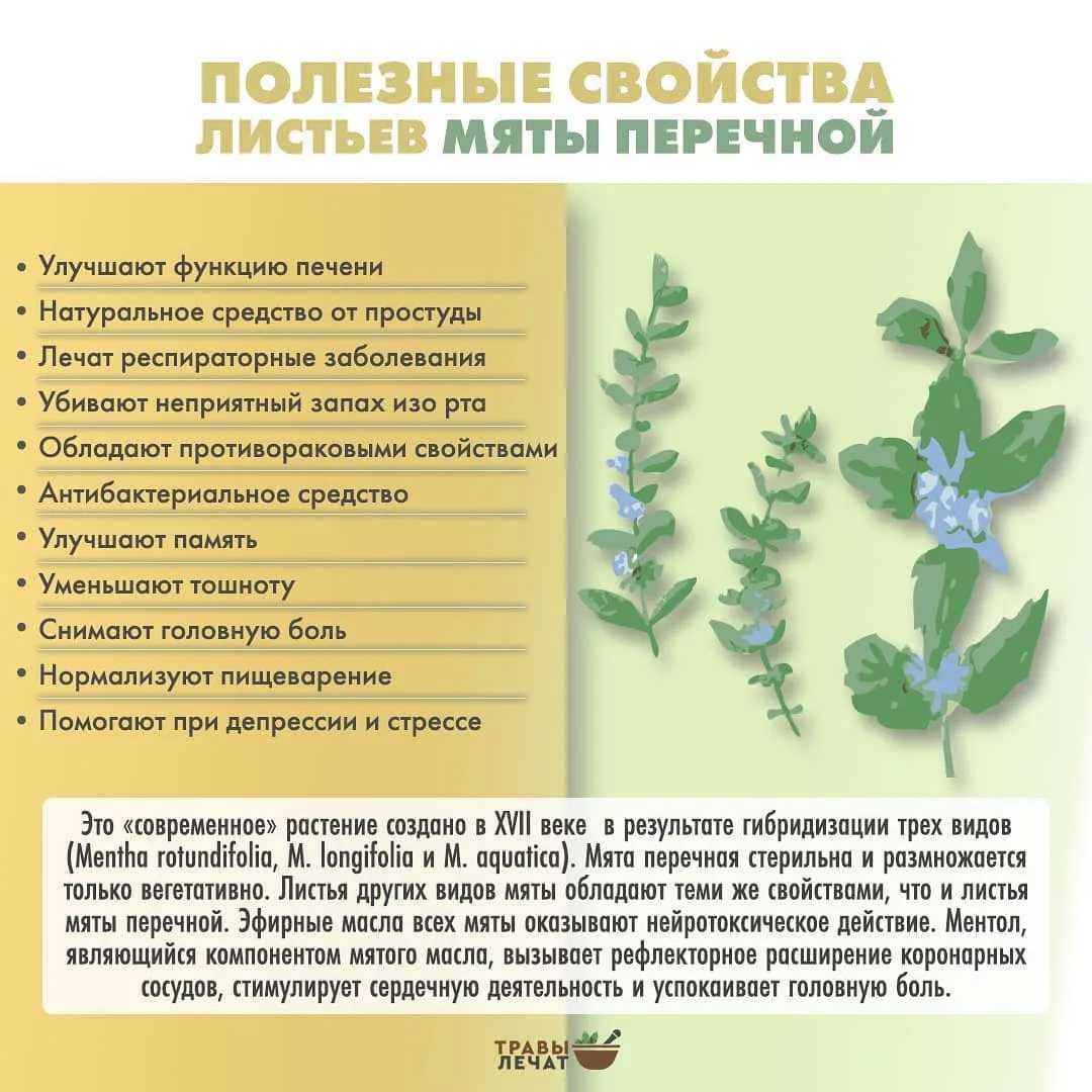Отвар мяты для лица. способы применения | школа красоты