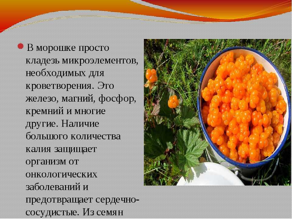 Морошка: полезные свойства ягоды | food and health