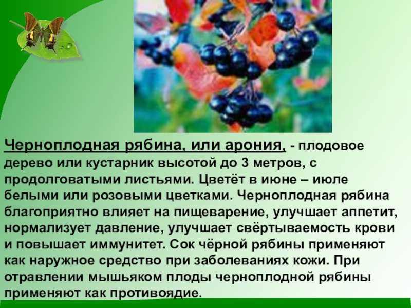 Черноплодная рябина: полезные свойства и противопоказания для мужчин и женщин