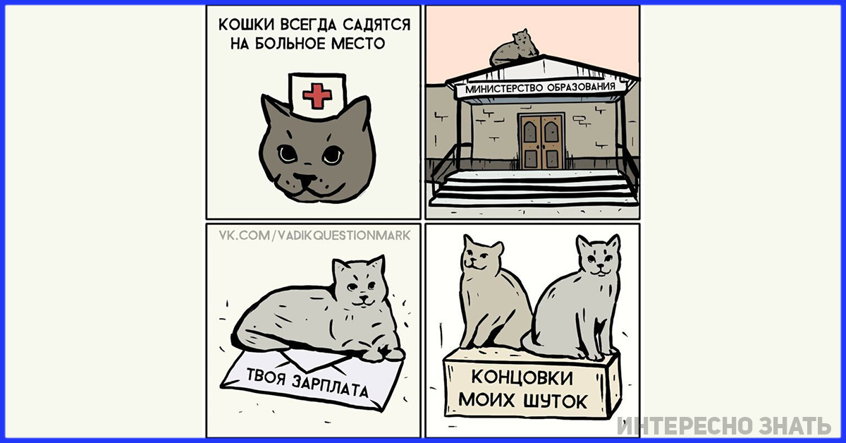 Кошка ложится на больное место человека - правда или миф? - новости уральска, актобе, атырау