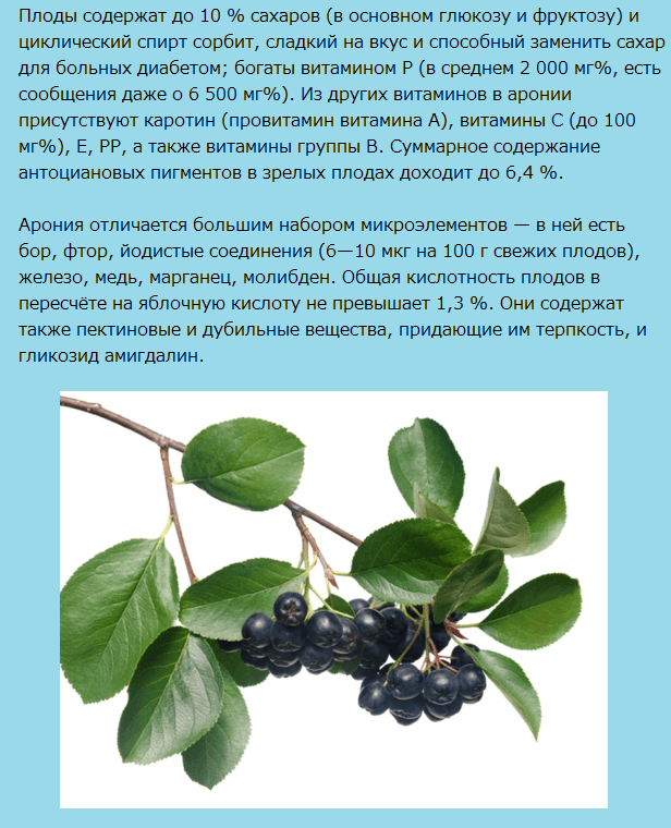Черноплодная рябина с медом от давления - полезные свойства и рецепты