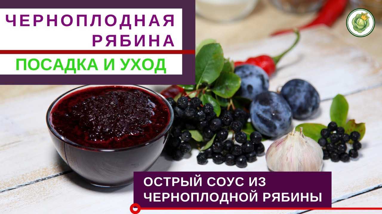 10 сортов сладкоплодных рябин, самые зимостойкие и урожайные