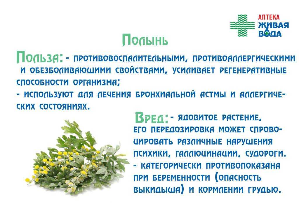 Настойка и отвар полыни от кашля