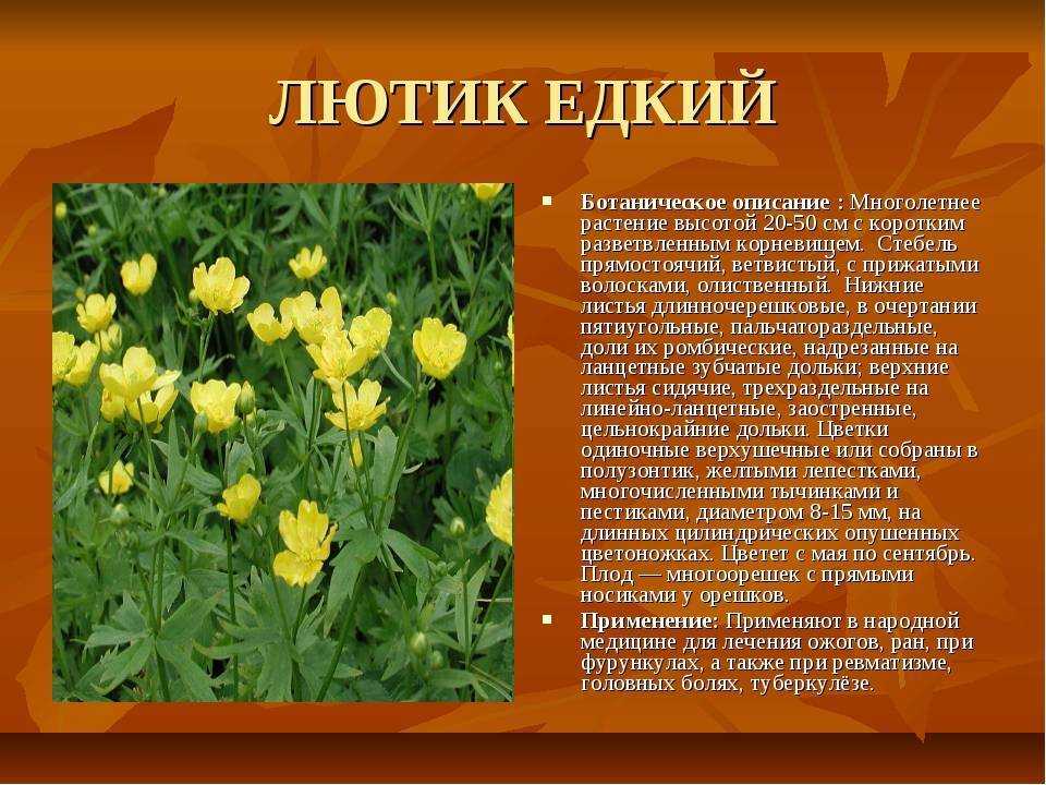 Лечебные травы казахстана фото и описание