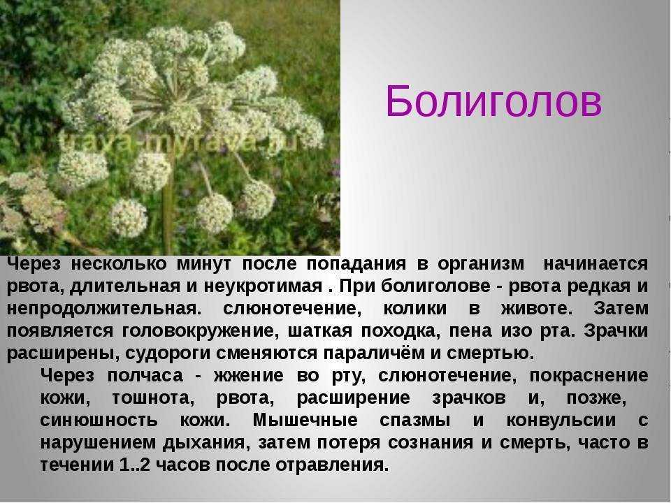 Трава болиголов: лечебные свойства и противопоказания, особенности