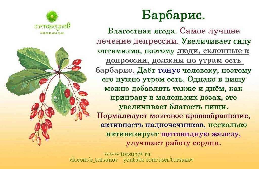 Барбарис - описание кустарника, сорта, полезные свойства растения