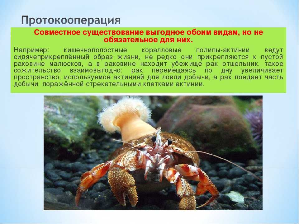 Значение карты таро отшельник: разбираемся в подходах к толкованию