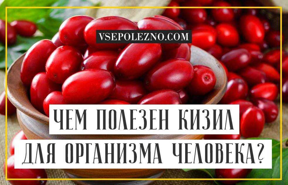 Полезные свойства кизила. Кизил ягода витамины. Кизил полезные свойства. Кизил польза. Кизил польза и вред.