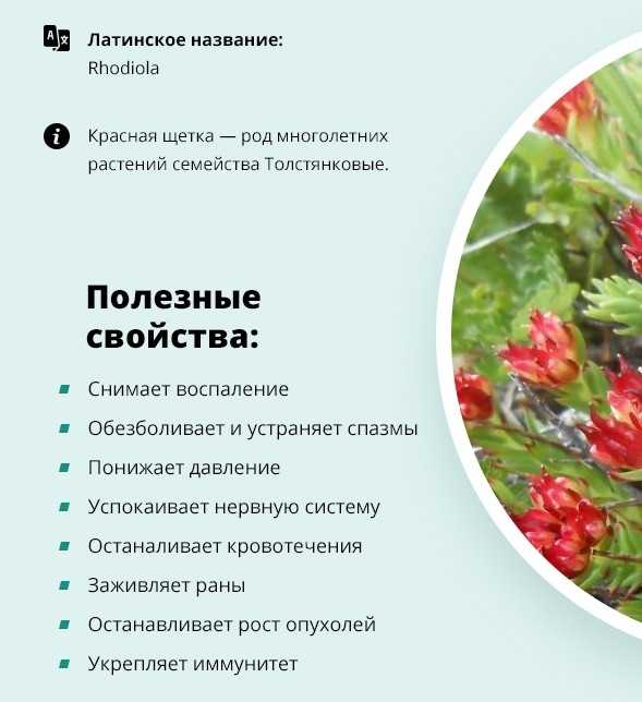 Красная щетка — уникальное целебное растение