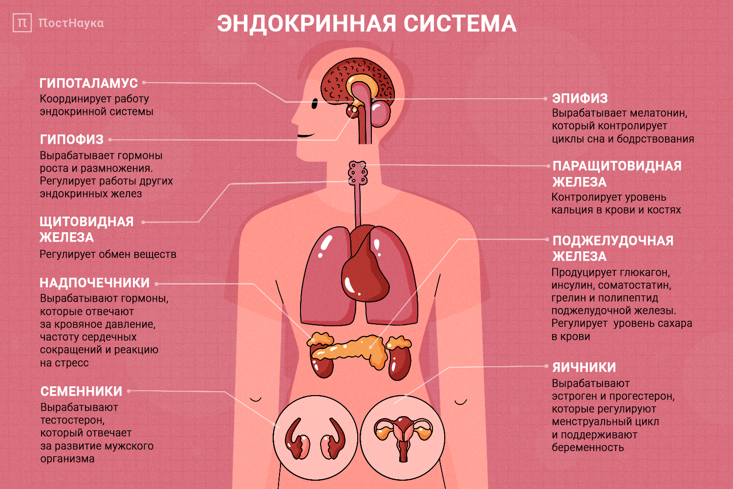 Что такое эстрогены у женщин?