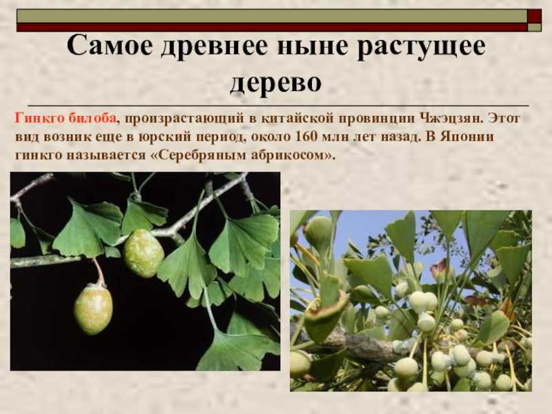 Древнейшее дерево на планете — гинкго двулопастный: описание и уход