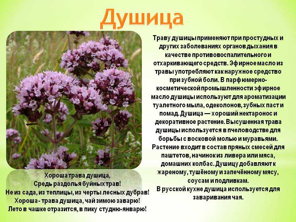 Трава душица: применение и противопоказания, лечебные свойства отвара или настойки, чая и компрессов