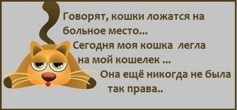 Правда ли, что кошка ложится на больное место человека | психология отношений