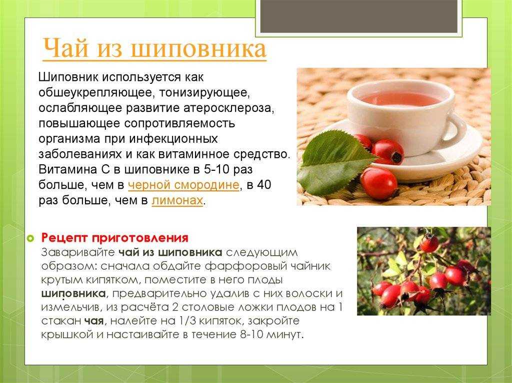 Отвар шиповника: как приготовить правильно из сухих плодов, как принимать с пользой для организма, противопоказания и возможный вред, можно ли при беременности