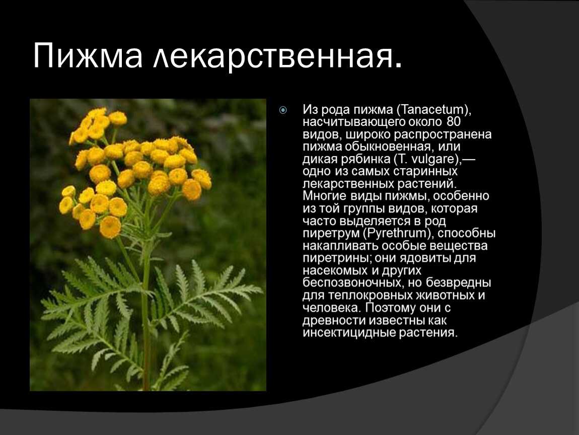 Бузина красная: лечебные свойства и противопоказания. применение в народной медицине - lechilka.com