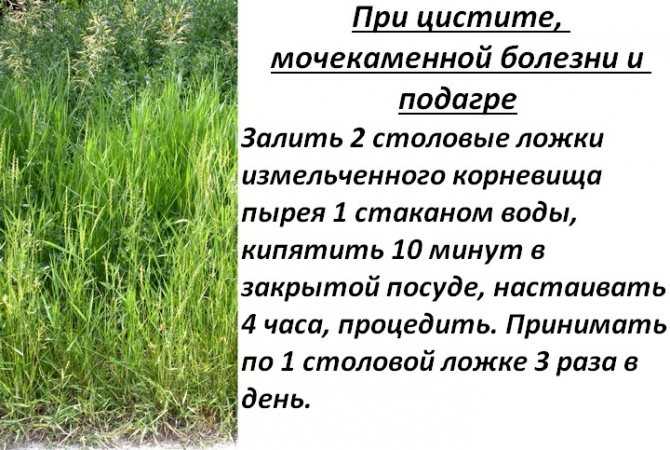 Хотите быть здоровыми? накопайте себе три корня — лопуха, пырея и одуванчика.