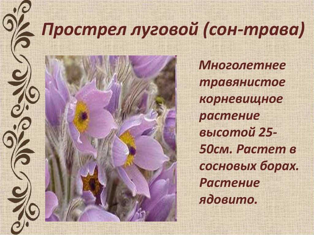 Лечебные свойства и противопоказания бузины красной применение