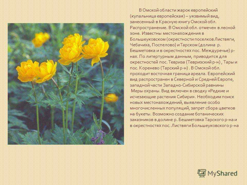 Описание, особенности строения и виды купальницы