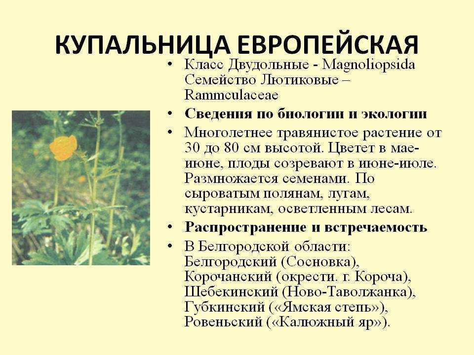 Купальница: посадка и уход в открытом грунте, фото, виды и сорта