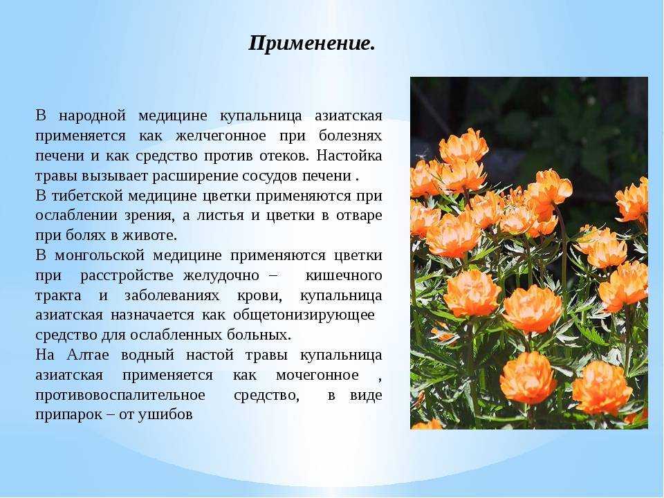 Купальница/trollius описание и фото на supersadovnik.ru