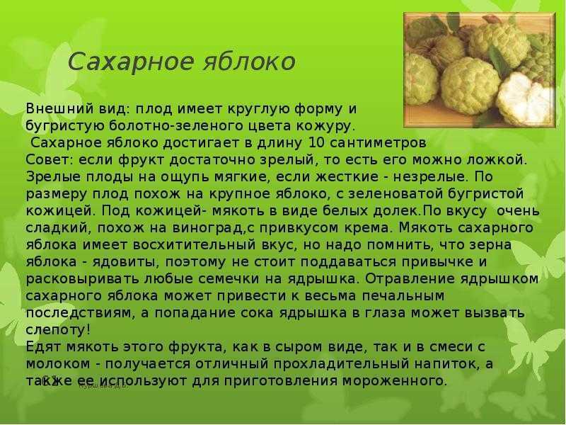 Гуанабана (саусеп, сметанное яблоко, аннона колючая)