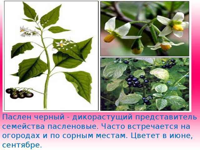 Паслен черный — фото, польза и вред, применение и свойства в медицине, кулинарии