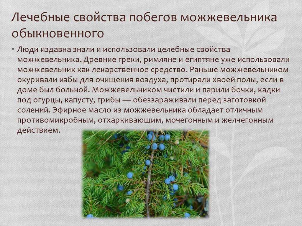 Можжевельник описание растения и фото