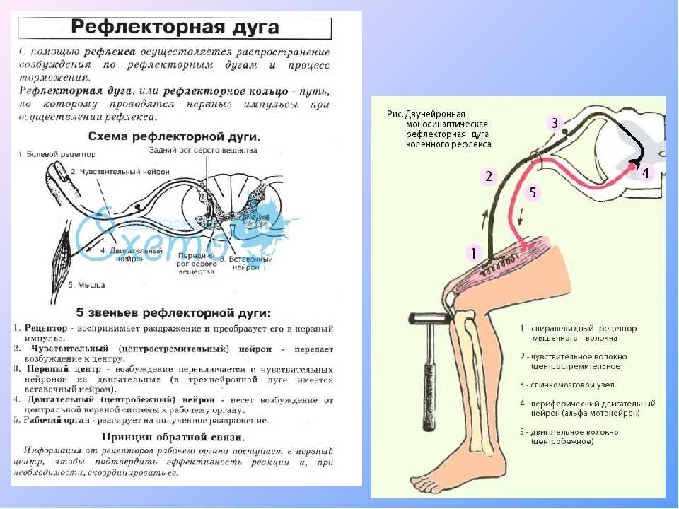 Анатомия сустава человека – информация: