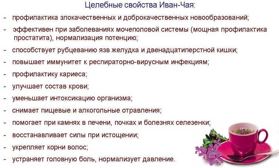 Иван-чай: лечебные свойства, польза для здоровья и противопоказания, как правильно заваривать и пить