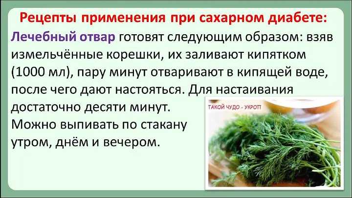 Укроп: лечебные свойства и противопоказания для женщин и мужчин