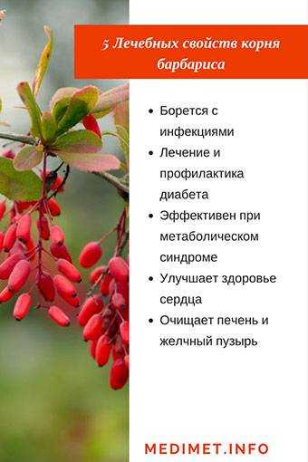 Барбарис: применение и полезные свойства | food and health