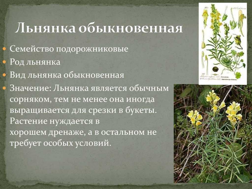 Льняное семя