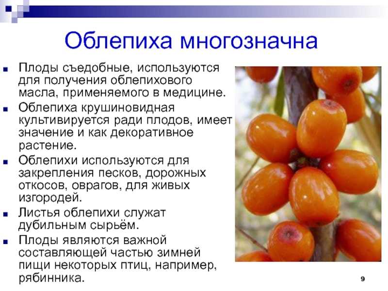 Облепиха – полезные свойства, состав и противопоказания (+ 19 фото)