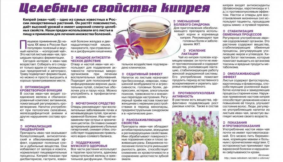 Душица (орегано) лечебные свойства, исследования пользы и вреда