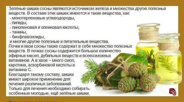 Чем полезен ароматный чай из сосновых иголок?