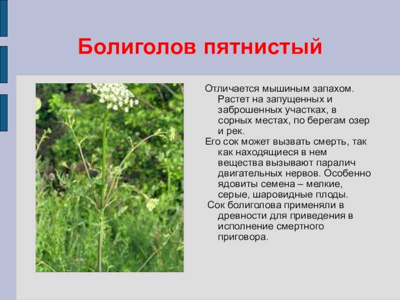 Лечебные свойства и противопоказания болиголова пятнистого