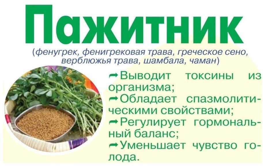 Пажитник: полезные свойства и противопоказания, как применять