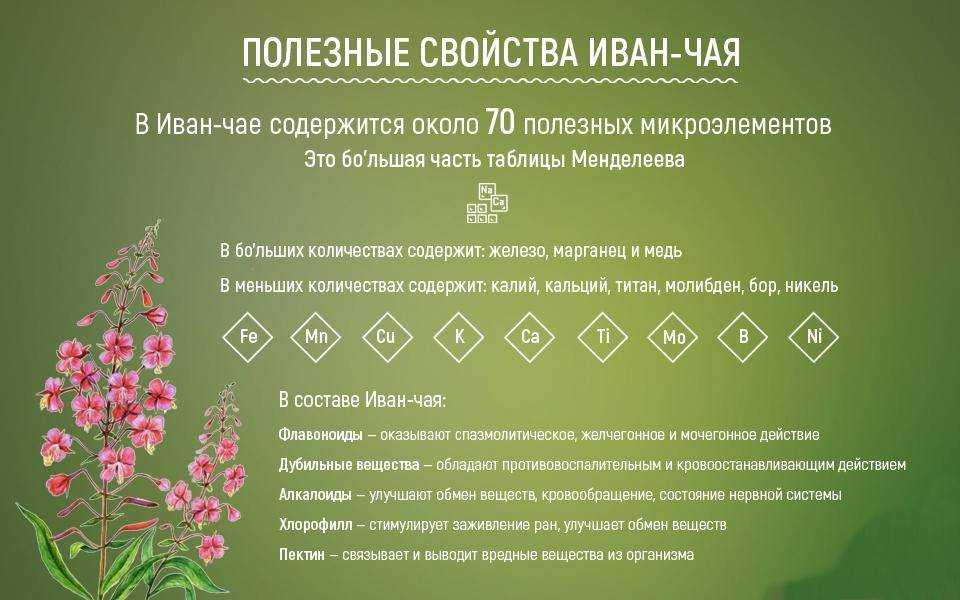 Иван-чай: лечебные свойства и советы экспертов