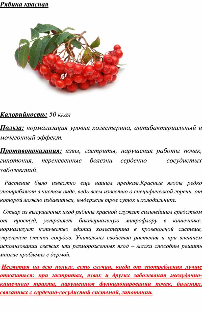 Рябина красная, 20+ рецептов, полезных для здоровья
