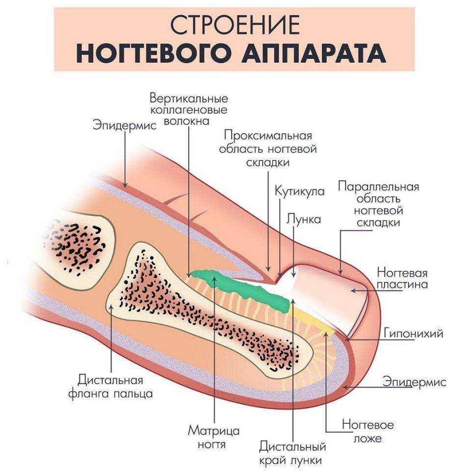Удлинение ногтевого ложа: как удлинить ногтевую пластину?
