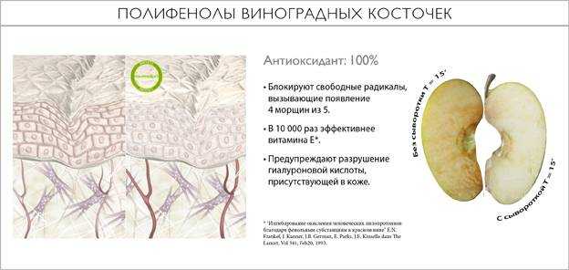 Можно ли есть виноградные косточки: разрушаем мифы